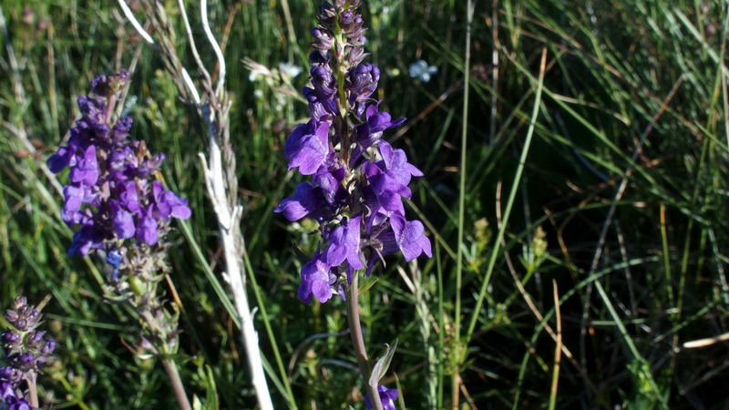 fiore violetto - Linaria purpurea